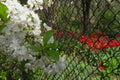 Cherry flowers on branch near diamond mesh fence of garden. Tulips with selective focus