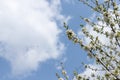 Cherry flowers on a branch over a blue sky with a white cloud and a flying bee. Royalty Free Stock Photo