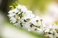 Cherry flowers branch