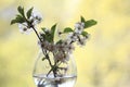 Cherry flowers and branches green background foliage rain