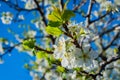 Cherry flowers on a bright blue sky background. Soft selective focus Royalty Free Stock Photo