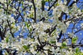White spring flowers on a tree branch Royalty Free Stock Photo