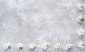 Cherry flowers on a gray concrete background. Flat lay, copy space. Top view Royalty Free Stock Photo