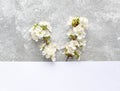 Cherry flowers on a gray concrete and white background. Springtime concept Royalty Free Stock Photo