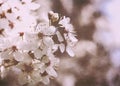 Cherry flowers. Royalty Free Stock Photo