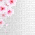 Cherry Flowers Isolated