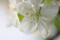 Cherry flowers on light brown background close-up Royalty Free Stock Photo