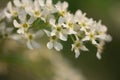 Cherry flowers on light brown background close-up Royalty Free Stock Photo