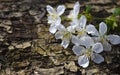 Cherry flowers on old wood background.Tree bark texture with spring blossom.Springtime concept with space for text. Royalty Free Stock Photo