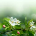 Cherry flowers in soft focus Royalty Free Stock Photo