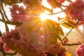 Cherry flowers with stared sunrise background Royalty Free Stock Photo