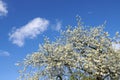 Cherry flowers on a tree against a cloudy blue sky in a backyard garden in summer. Wild white sakura flowering plants Royalty Free Stock Photo
