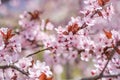 Cherry flowers and tree brunches filled with pink blossoms Royalty Free Stock Photo