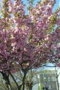 Cherry flowers on tree close up summer background high quality print