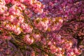 Cherry flowers tree field, spring mood