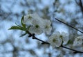 Cherry flowers with white petals and yellow stamens. White delicate spring flower