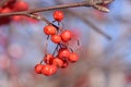 Cherry forget on a branch in the wild canadian forest in winter