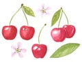 Cherry fruit  clipart set. Hand drawn watercolor illustration Royalty Free Stock Photo