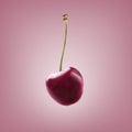 Cherry fruit closeup isolated on pink pastel background. Fresh flying fruit design menu. Summer food concept. Flat lay Royalty Free Stock Photo