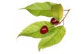 Cherry fruit with leaf