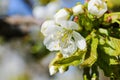 Cherry tree Cerasus