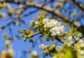 Cherry tree Cerasus