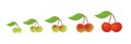 Cherry fruit ripeness stages chart. Colour and size, scale gradation set plant. From green to red gradient. Animation period