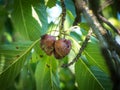 Cherry fruit rot - Monilia Royalty Free Stock Photo