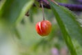 Cherry fruit split by excessive rains. Royalty Free Stock Photo
