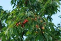 Cherry fruit tree Royalty Free Stock Photo