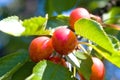 Cherry fruit tree Royalty Free Stock Photo