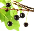 Cherry fruit on tree