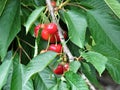 Cherry fruits in the tree