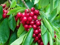 Cherry Fruits On The Tree