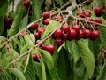 Cherry Fruits In The Tree Royalty Free Stock Photo