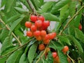 Cherry fruits in the tree