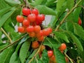 Cherry fruits in the tree