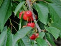 Cherry fruits in the tree