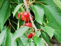 Cherry fruits in the tree