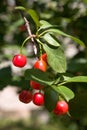 Cherry fruits Royalty Free Stock Photo