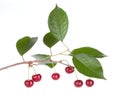 Cherry fruits tree Royalty Free Stock Photo