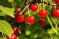 Cherry fruits