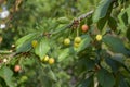 Cherry fruits on tree branch