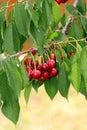 Cherry fruits in the tree Royalty Free Stock Photo