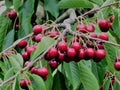 Cherry fruits on the tree