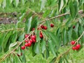 Cherry fruits in the tree