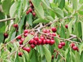 Cherry fruits in the tree