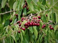 Cherry fruits in the tree