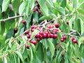 Cherry fruits in the tree