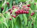 Cherry fruits in the tree